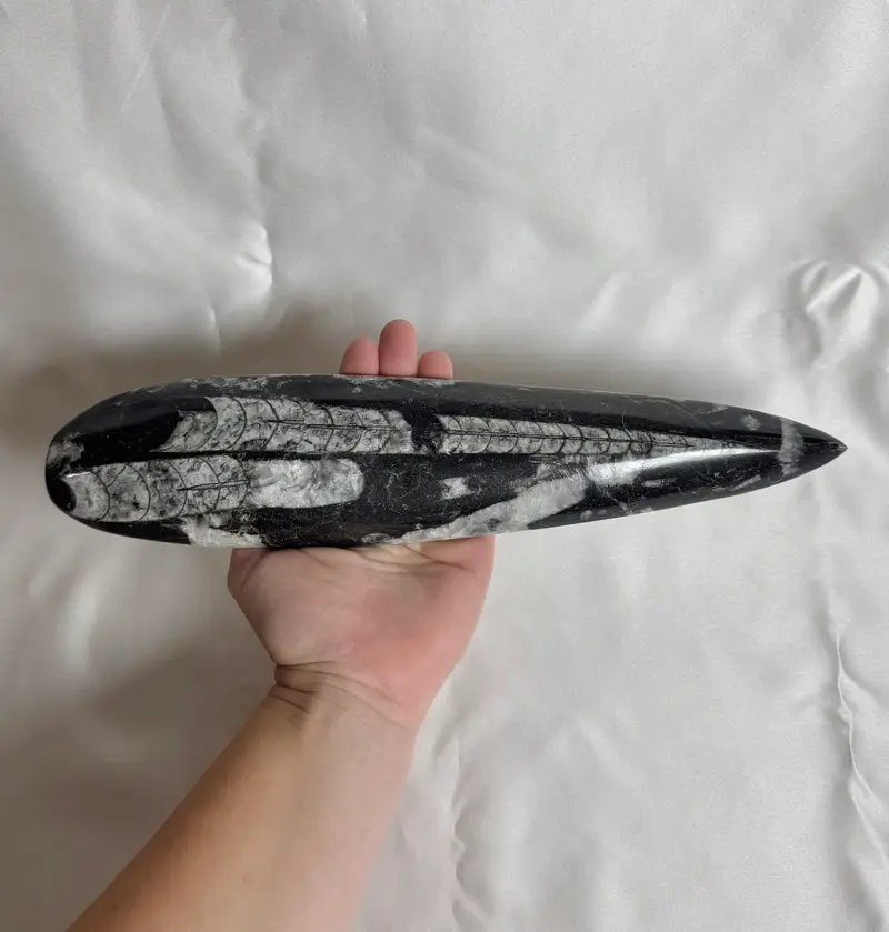 Orthoceras Fossiel Nr. 447