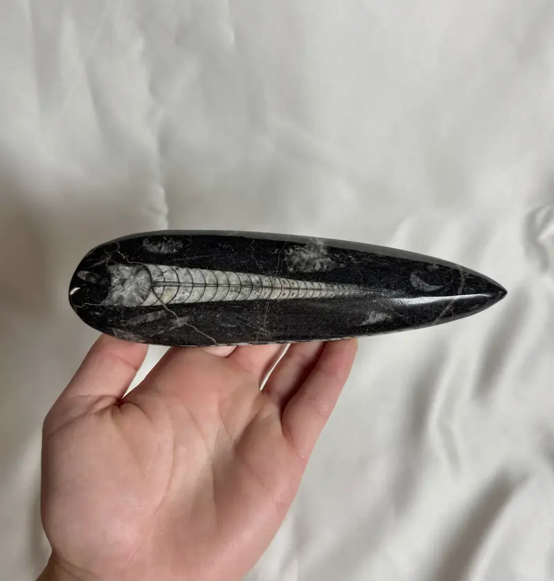 Orthoceras Fossiel Nr. 452