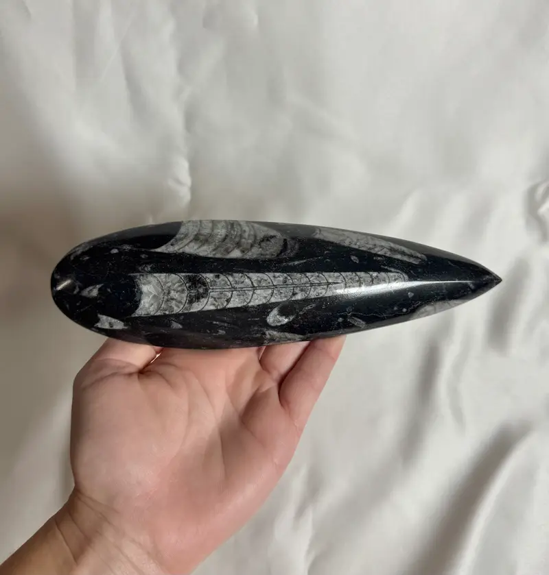 Orthoceras Fossiel Nr. 453