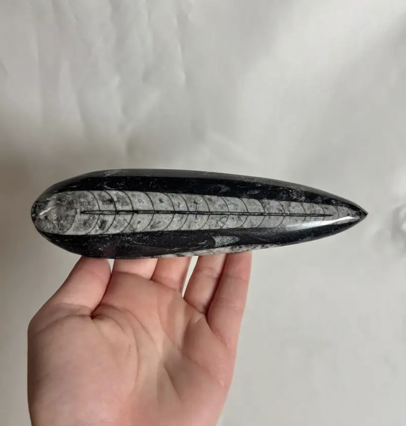 Orthoceras Fossiel Nr. 460