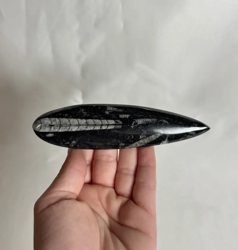 Orthoceras Fossiel Nr. 462