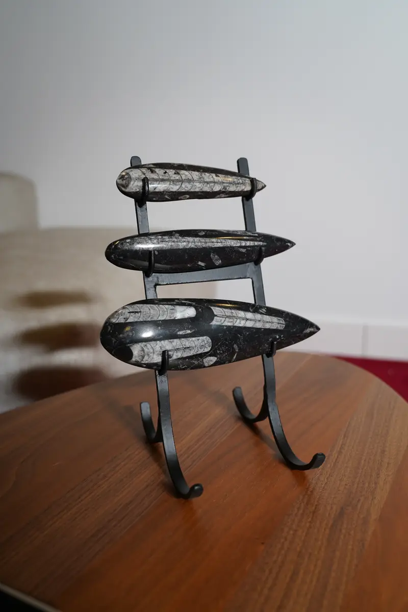 Orthoceras Op Standaard
