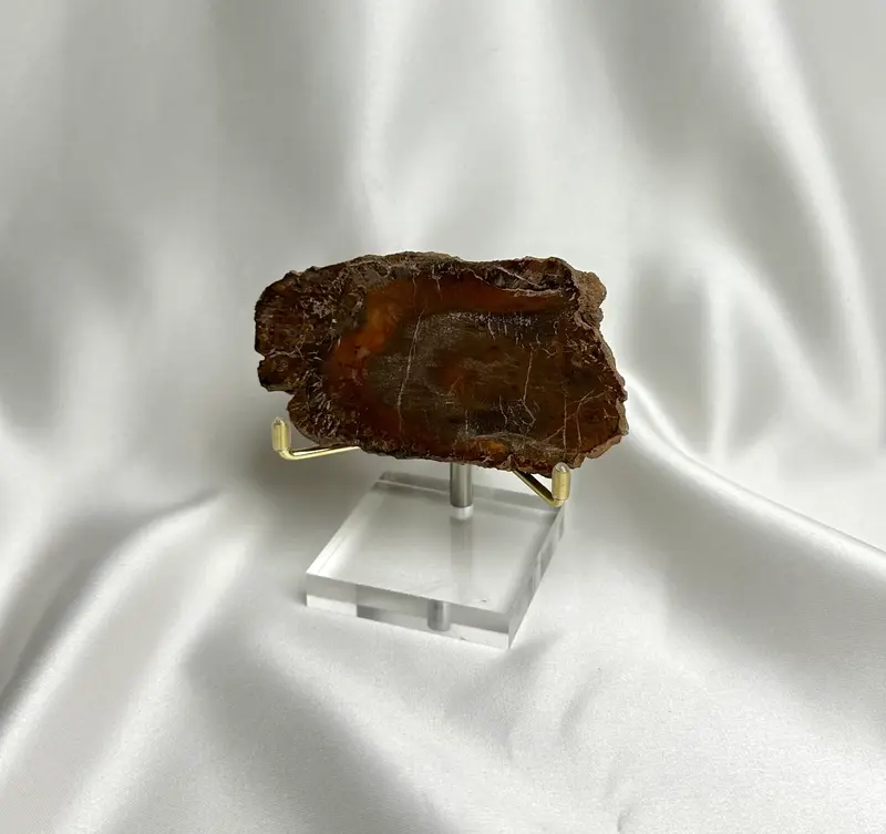 Versteend Hout Nr. 59