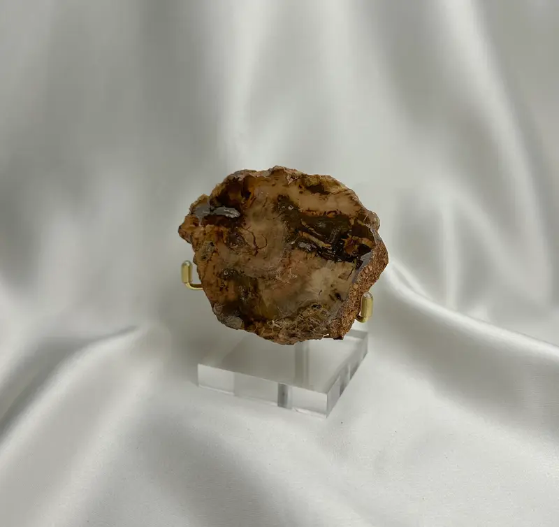 Versteend Hout Nr. 64
